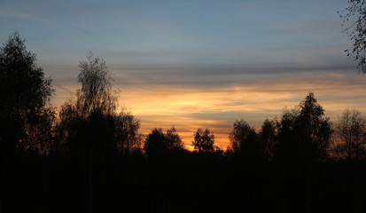 sunset in the forest