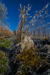 Weinberge Reben im Winter