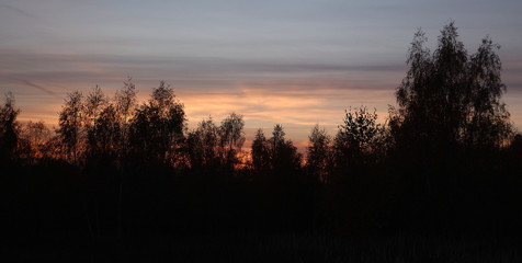 sunset in the forest