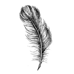Obraz premium Hand drawn feather on white background