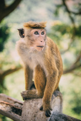 portrait of monkey in jungle