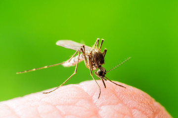 Fototapeta na wymiar Yellow Fever, Malaria or Zika Virus Infected Mosquito Insect Macro on Green Background