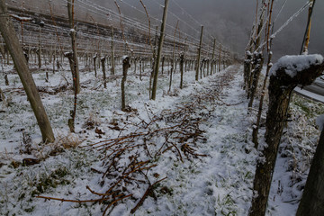 Weinberge Reben im Winter