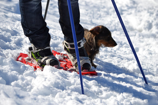 randonnée en raquettes avec mon chien teckel