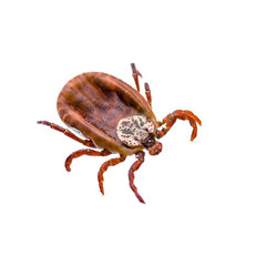Encephalitis Virus or Lyme Disease Infected Dermacentor Tick Arachnid Insect Pest Isolated on White Background