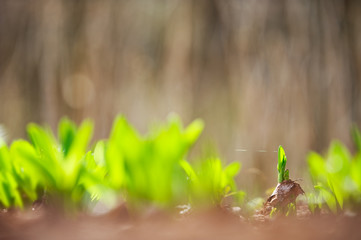 Fresh spring growth. Allium plant leaves emerging from forest floor. Selective focus and shallow depth of field.