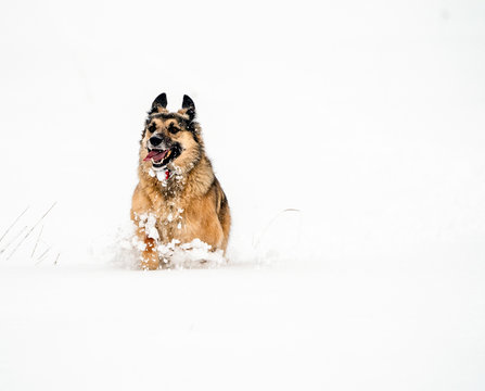 Garaffiano Sch&auml;ferhund in Aktion