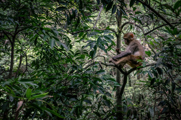 Monkeys at the National Park of Zhangjiajie