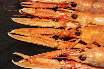 cooked Norway lobsters on black slate