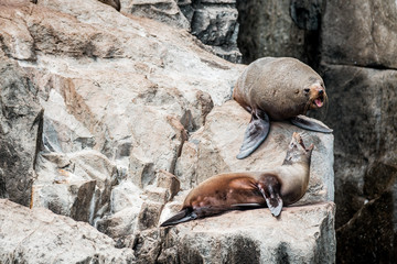 sea lions on cliffs of the tasman peninsula on tasmania island, amazing coastline the highest rock cliffs in australia and the southern hemisphere , spectacular boat cruise on the rough atlantic ocean
