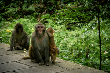 Monkeys at the National Park of Zhangjiajie