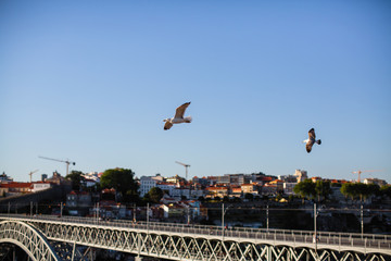 Seaguls above Dom Luis I bridge in Porto, Portugal.