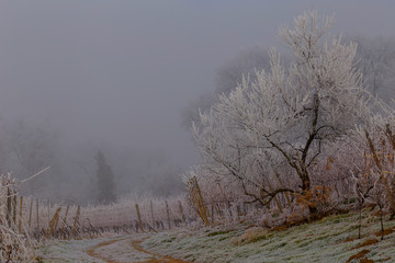 Weinberge Reben im Winter