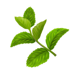 Peppermint leaf, Nature Essential oil  © kowition