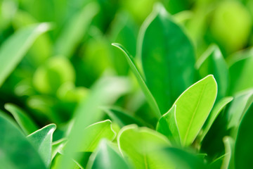 Closeup nature green for background/texture leaf blurred and green natural plants branch in garden at summer under sunlight concept design wallpaper view with copy space add text.