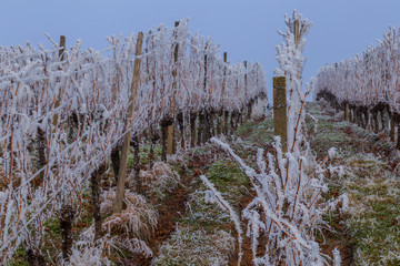 Fototapeta premium Weinberge Reben im Winter