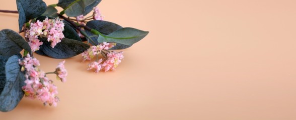 Flowering branch isolated on yellow background