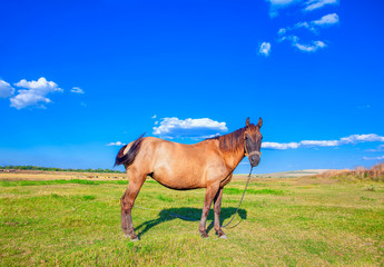 domestic horse on sunny green meadow