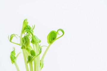 Fresh green pea sprouts on white background