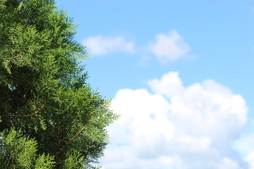 trees and blue sky