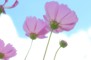 Cosmos flowers blooming.