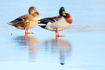 Wild ducks on frozen lake