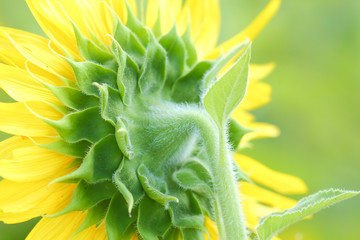 sunflower closeup