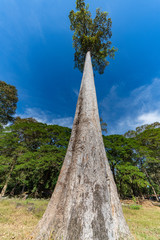 Big tall tree at Angkor, Cambodia