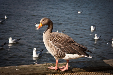 Goose on water