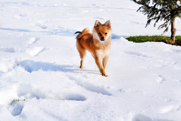 Pomeranian Dog Outdoor in the Winter. Puppy in the Snow 