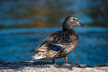 Duck 
