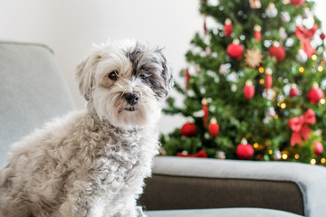 Sweet Dog Sitting on a Sofa on a Decorated Christmas Tree Background 