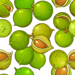 macadamia vector pattern
