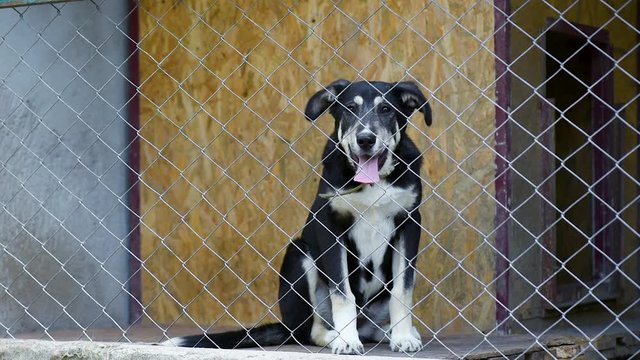 Dog in his cage at animal shelter waiting to be adopted. Lonely puppy in aviary. 