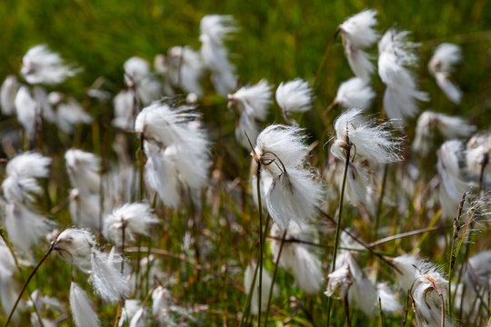 white bloom of natural cotton grass (Eriophorum) in green meadow