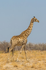 Obraz na płótnie Canvas one male giraffe walking through dry savanna grassland
