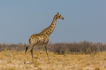 one male giraffe  walking through savanna in Etosha