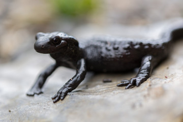 close side view portrait black alpine salamander (salamandra atra)