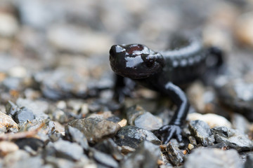 macro of black alpine salamander (salamandra atra)