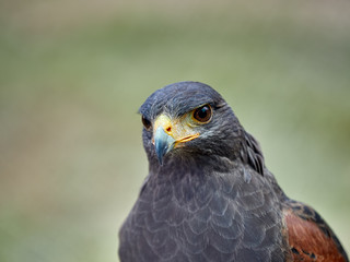 The Harris's hawk (Parabuteo unicinctus) formerly known as the bay-winged hawk or dusky hawk, is a medium-large bird of prey that breeds from the southwestern United States south to Chile, central Arg