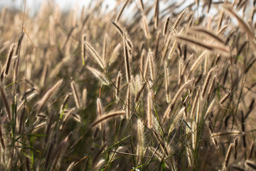 Colorful flowers grass made with gradient for background,Abstract,texture,Soft and Blurred style.postcard.