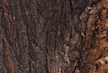 Tree bark texture. 