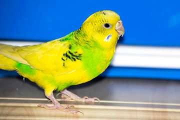 Green wavy parrot sits near the cage