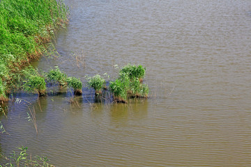 reeds in the lake