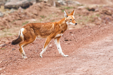 Ethiopian wolf - Sanetti plateau - Bale Mountains - Ethiopia