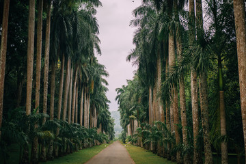 Palm alley in botanical garden, Kandy Sri Lanka - obrazy, fototapety, plakaty