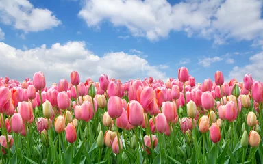 Foto auf Acrylglas A field of pink tulips against a clear cloudy sky © Nataliia Vyshneva