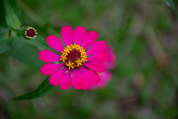 bright pink flower  closeup outdoors at green background
