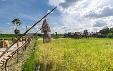 Rice field with blue sky in thailand.