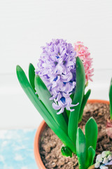 hyacinths  mother's day, valentine's day